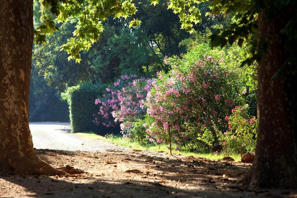 Chateau De Saint Martin Taradeau Dış mekan fotoğraf